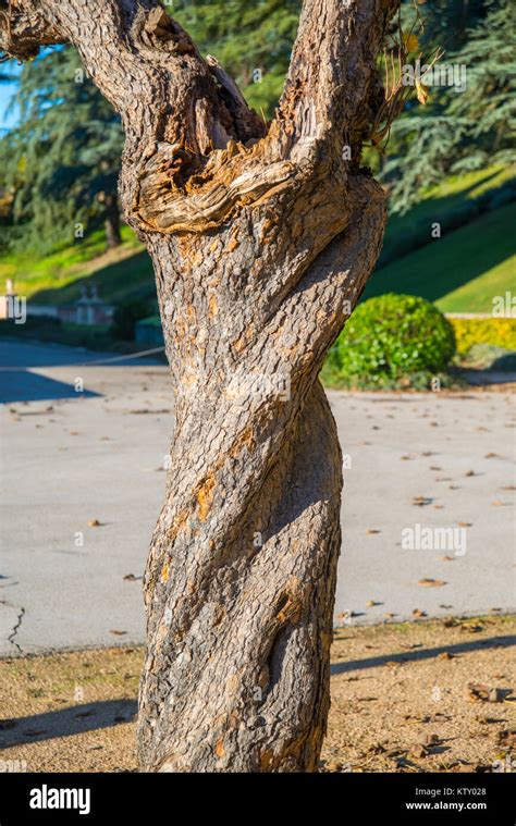 Twisted Tree Trunk Hi Res Stock Photography And Images Alamy
