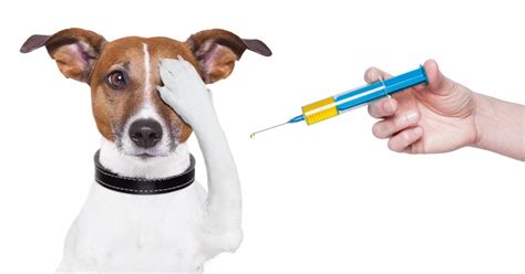 Ultimately from latin vacca (cow). Are Vaccines Dangerous? | Safe Vaccine Use | Walkerville Vet