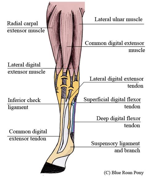 Inferior Check Ligament In A Horse