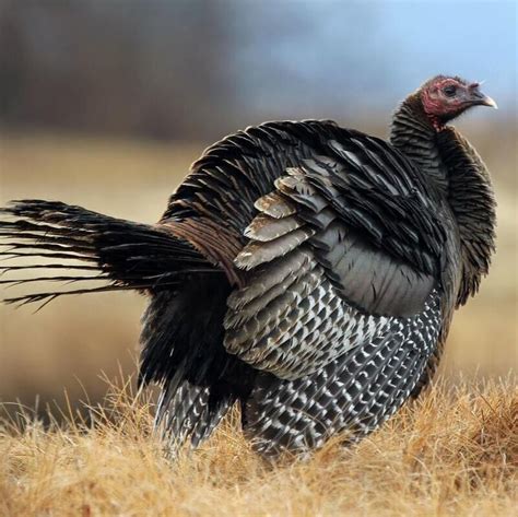 Turkey Tracking At Beaver Meadow Audubon November 12 2022 North Java