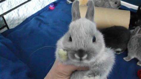 Maybe you would like to learn more about one of these? 8 Seven 1/2 week old Netherland Dwarf Bunnies! - YouTube
