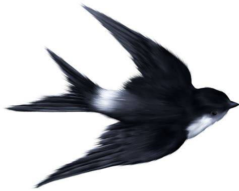 Swallow Ukrainian Skycutter Bird Sparrow Clip art - sparrow png download - 1810*1448 - Free ...