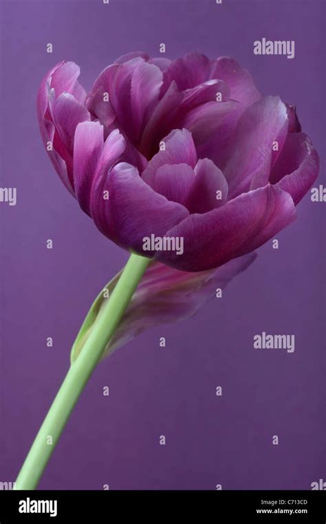 Tulipa Tulip Single Purple Flower Subject Purple Background Stock