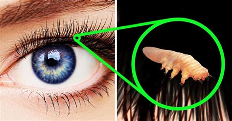 10 Amazing Facts About Human Body That We Never Ever Knew Genmice