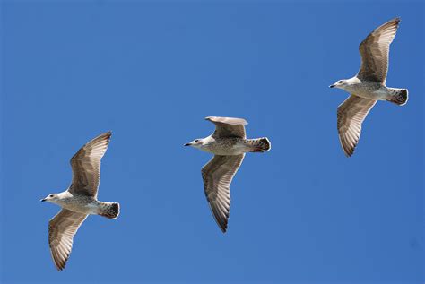 Free Images Nature Bird Wing Sky Seabird Flying Beak Flight