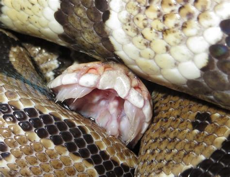 We did not find results for: Ball Python Teeth - Ball-Pythons.net Gallery