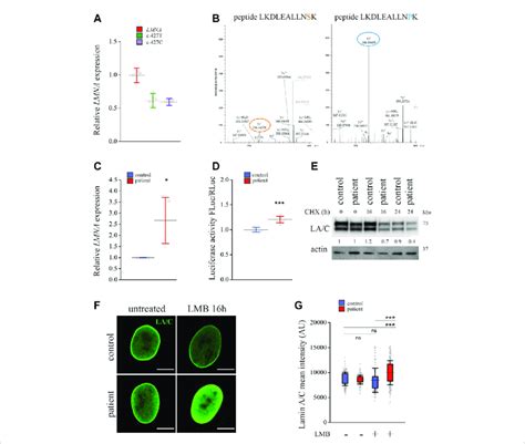 Expression And Degradation Of Lamins A And C Are Enhanced In Lmna