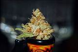 Cheap Marijuana Bowls Pictures