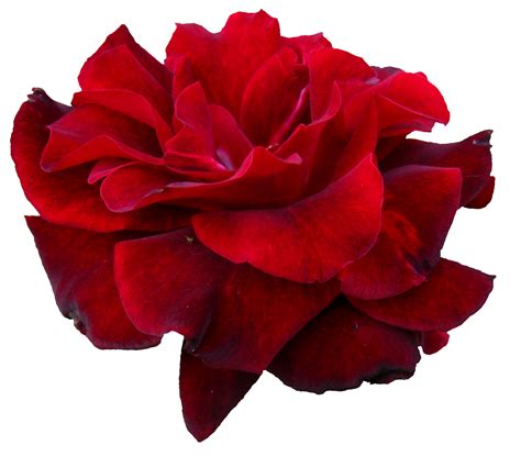 Maybe you would like to learn more about one of these? 5 Flower Red Rose PNG Image Transparent | OnlyGFX.com