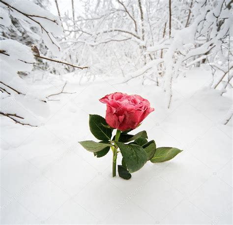Beautiful Rose In The Snow — Stock Photo © Nejron 12353004