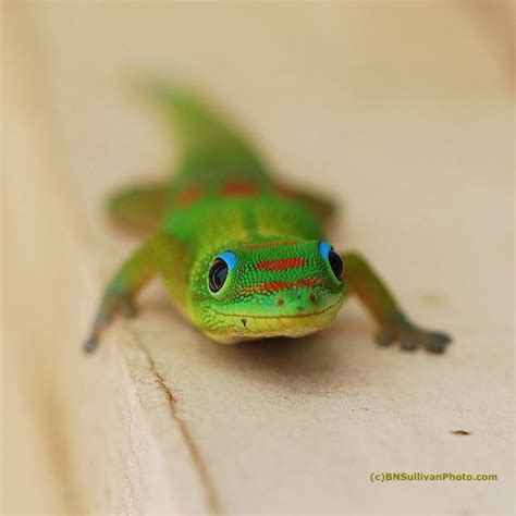 Theres A Lizard Lookin At You Gold Dust Day Gecko Hawaii Photo