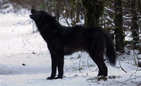 Lobo Negro