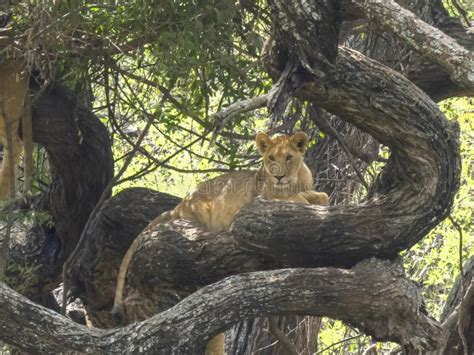 Famous Tree Climbing Lion In Tree Facing Camera At Lake Manyara Stock