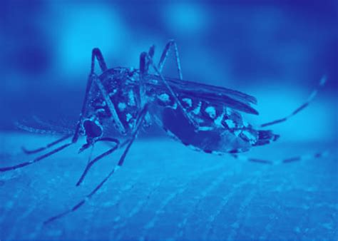 Zika Vírus Na Gravidez Sintomas Diagnósticos E Prevenção Medway