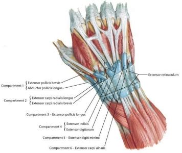 Arrangement of forearm muscles and tendons in the wrist. Ligaments - Well Practiced Pitching Motion