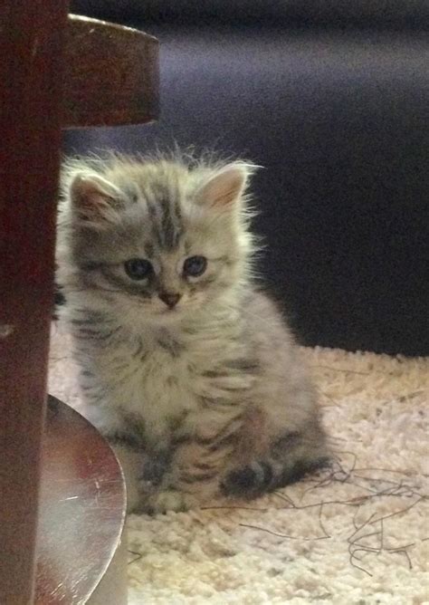 The adoption fee from siberian cat rescue group is $175.00, plus a $2.00 per day boarding fee beyond your adoption date. Siberian Cats - Available Siberian Kittens