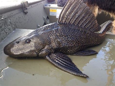 Overlook the goods back to the sectionfreshwater fish. Giant Pleco | Freshwater fish, Fish, Fresh water