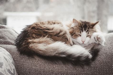 Why Do Cats Sleep So Much — Woofpurnay Veterinary Hospital