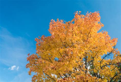 Autumn Maple Leaves Against The Blue Sky Stock Photo Image Of Blue