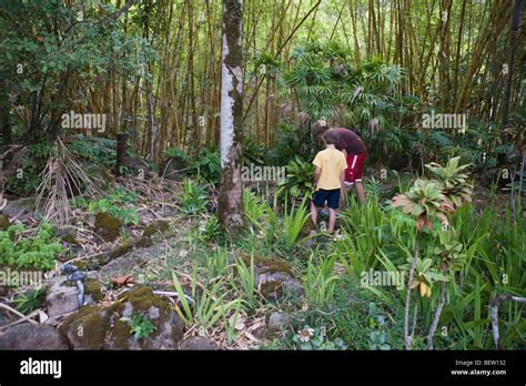 Two Boys Exploring A Tropical Rainforest Oahu Hawaiian Islands Stock