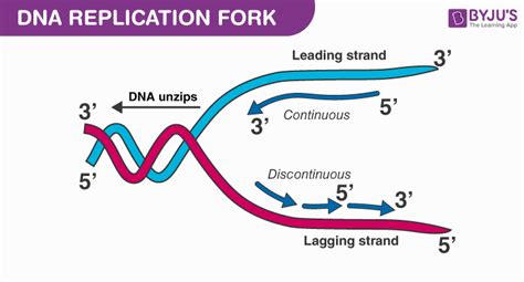 Important Differences Between Replication Bubble And Replication Fork