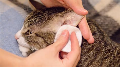How To Clean A Cats Ears Youtube