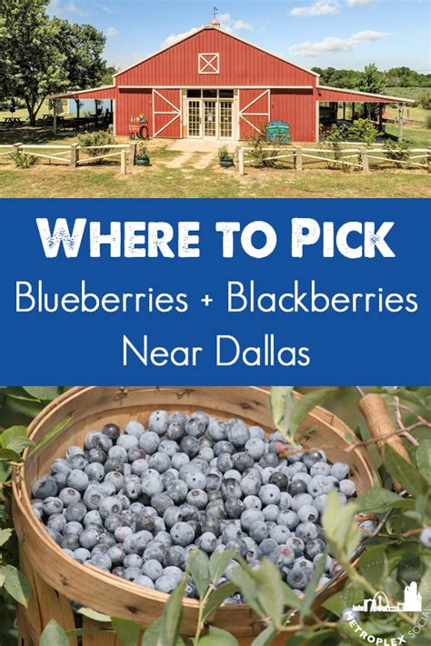 4.4 (86) 1028 madison st. Where You Can Pick Your Own Blackberries and Blueberries ...