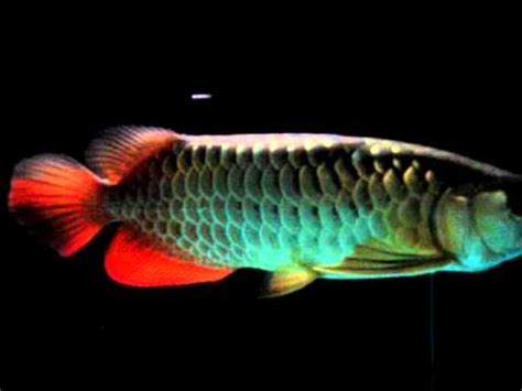 We have the following arowana fishes available in stock for sale : Imperial Arowana Gold Dragon Fish for Sale, with Fish Tank ...