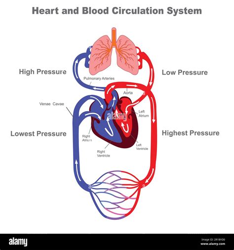 Système de circulation sanguine Anatomie stylisée du cœur schéma Système circulatoire humain