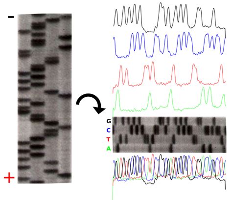 The size of the pores, and hence the sizes of the dna molecules that can be separated on the gel, is. 8.10: Sanger Sequencing of DNA - Biology LibreTexts