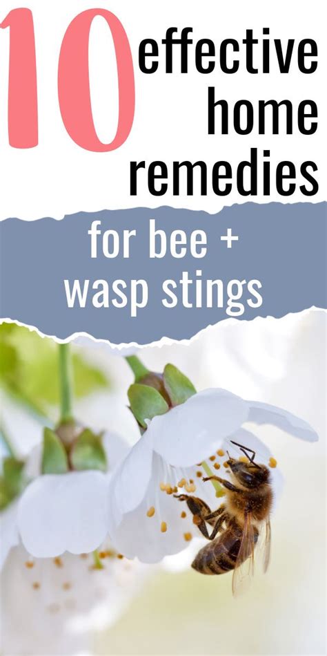 10 Super Effective Home Remedies For Bee Stings Wasp Stings Artofit