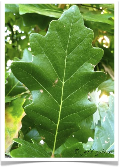 White Oak Leaf Identification
