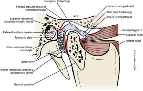 The Association Between Tinnitus The Neck And Tmj Treningogrehabno