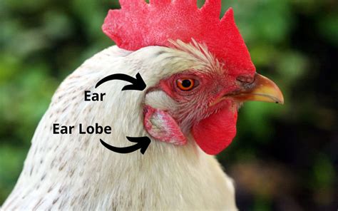 Do Chickens Have Ears 5 Interesting Facts Learnpoultry