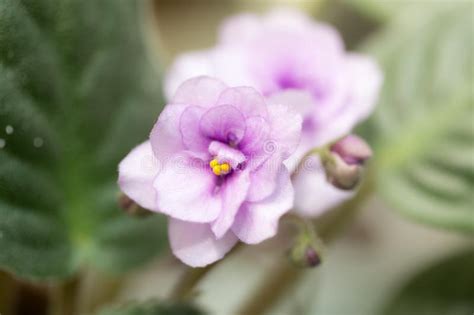 Violet Flowers Macro Stock Image Image Of Bloom Beauty 102490931