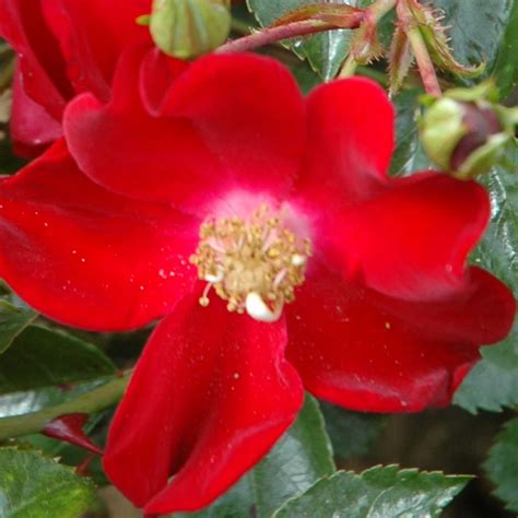 Red Velvet Flower Carpet Procumbent Rose Harrod