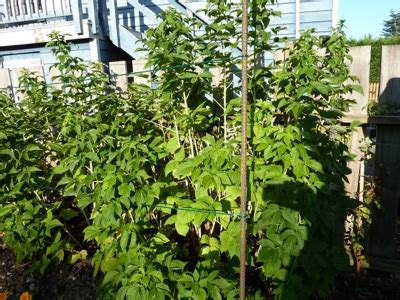Plant as soon as soil may be worked in the spring. My Home and Garden: Pruning Fall Gold Raspberry bushes