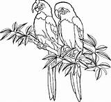 Parrot Coloring sketch template