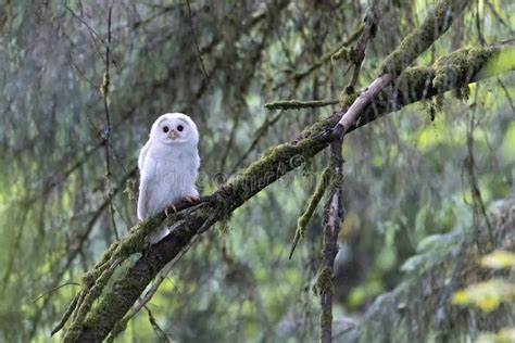 Leucistic Barred Owl Stock Image Image Of Albino Canada 252712439