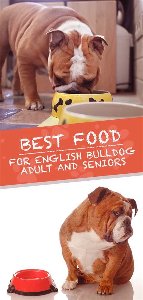 Best Food For English Bulldog Adults And Senior Dogs