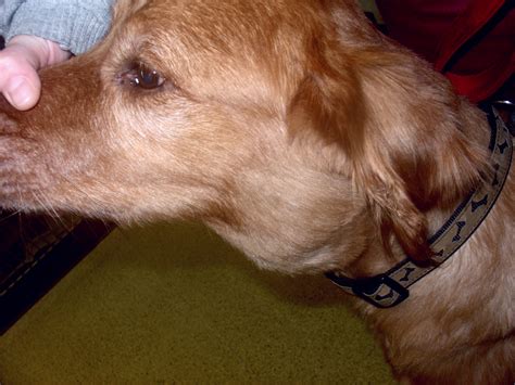 Additionally, they could be the result of a growth that obstructs the ducts and causes a rupture. Lymphoma in Dogs | Healthy Paws Pet Insurance