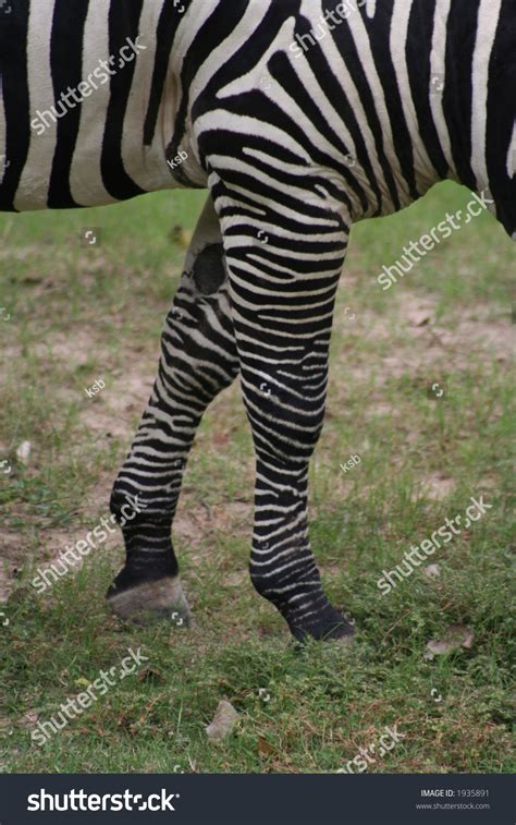 Zebra Legs Stock Photo 1935891 Shutterstock