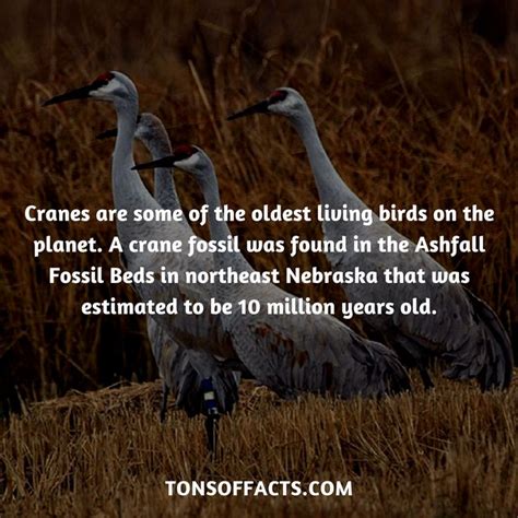 27 Fun And Exciting Facts About Cranes Tons Of Facts Fun Facts