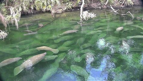 Up Close With Florida Manatees At Blue Spring State Park A Nature Made