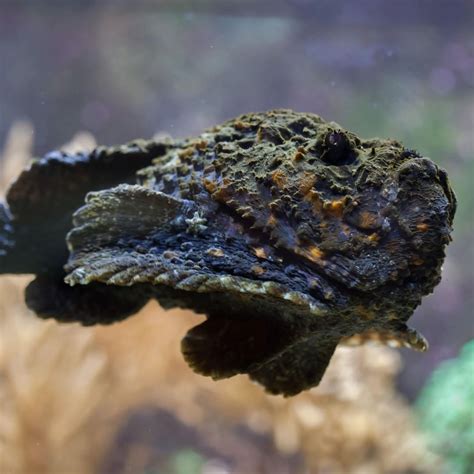 He Reef Stonefish Are Probably The Most Venomous Fish In The World