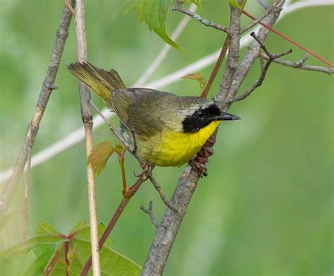 Filming Grassland Birds At Goose Pond — Madison Audubon