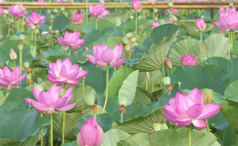 Lotus Pink Leaves Wallpaper Hd Flowers 4k Wallpapers Images And