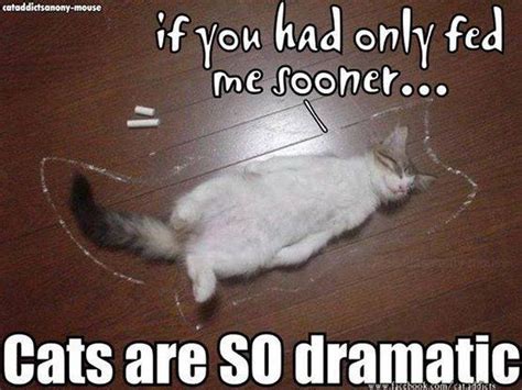 Dramatic Cat Lolcats Lol Cat Memes Funny Cats Funny Cat