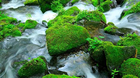 Stones Covered By Moss In Water Matsumoto Nagano Prefecture Japan