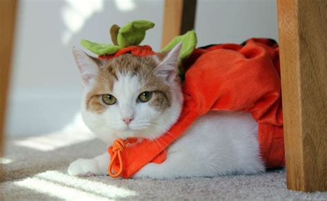 15 Purrfect Halloween Costumes For Your Cat